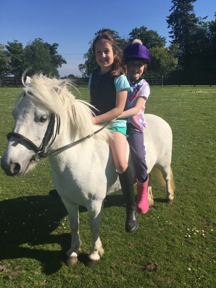 Beginner pony - Image 4