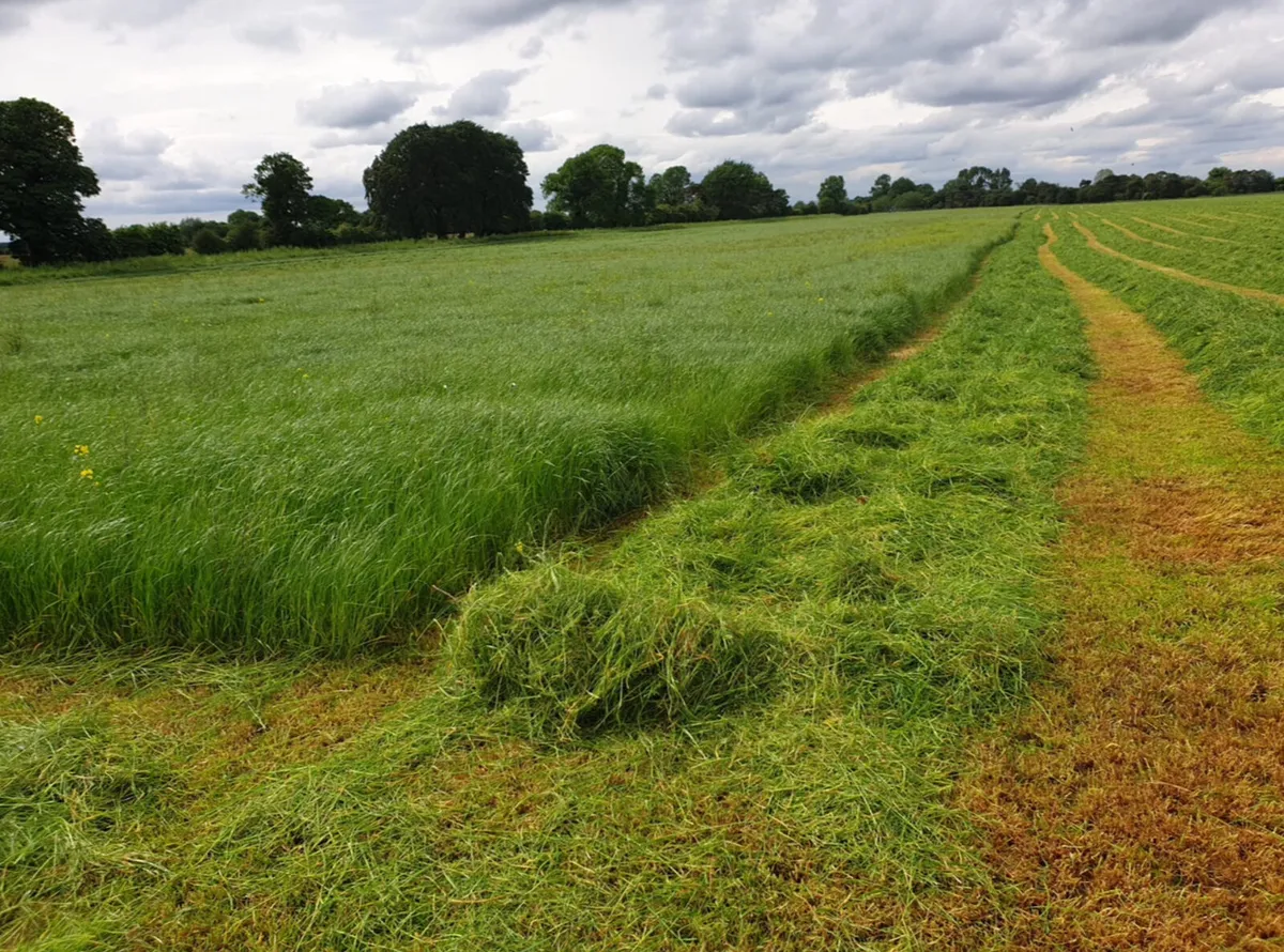 Silage - Image 2