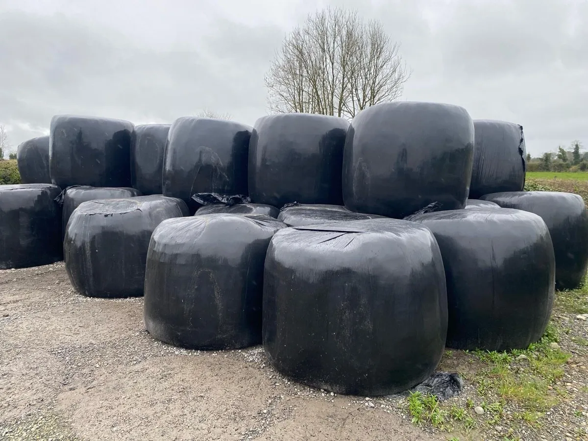 Silage - Image 4