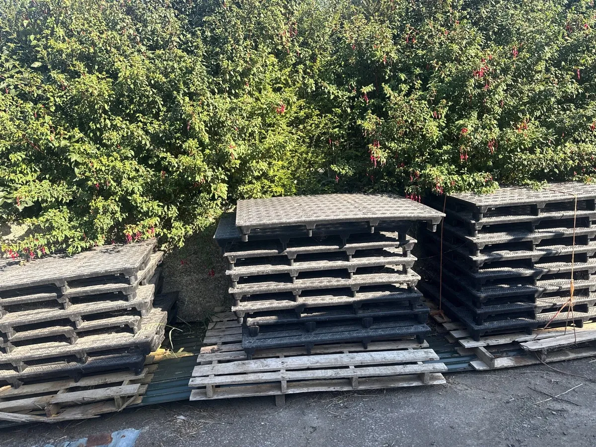 JFC Calf slats for sale - Image 3