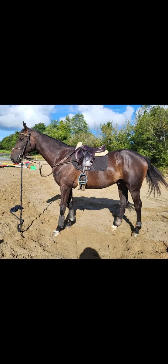5yo potential eventer gelding - Image 1