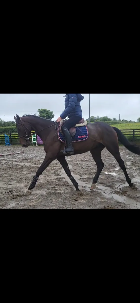 5yo potential eventer gelding - Image 2