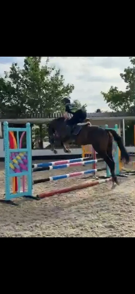 5yo potential eventer gelding - Image 3