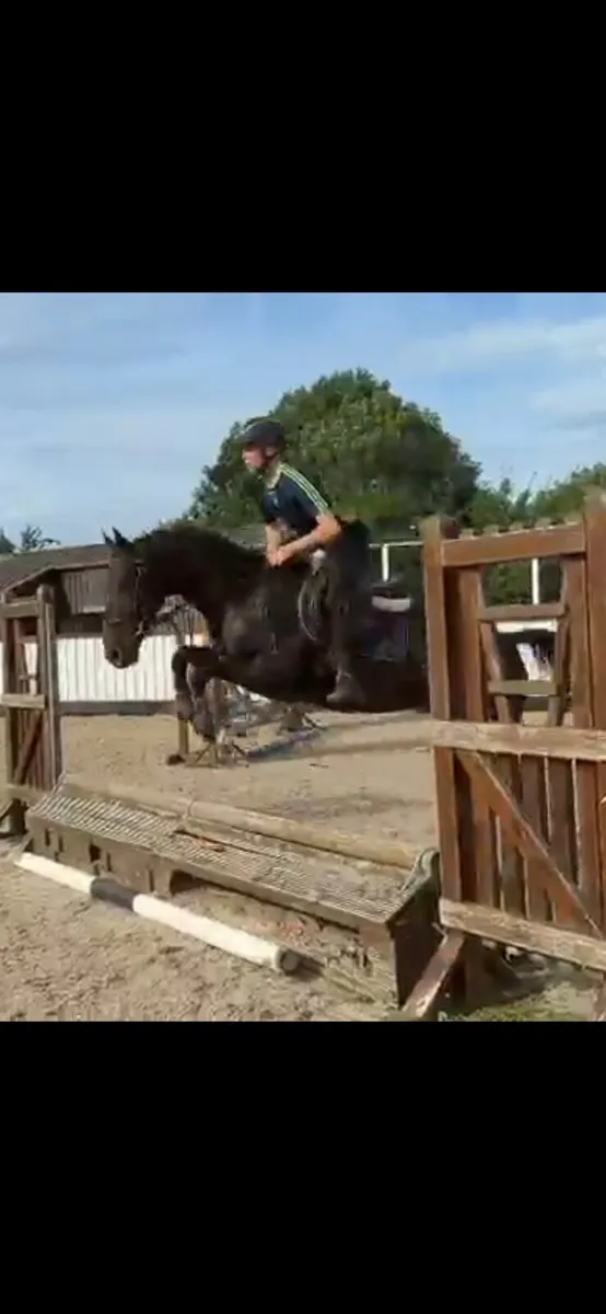 5yo potential eventer gelding - Image 4