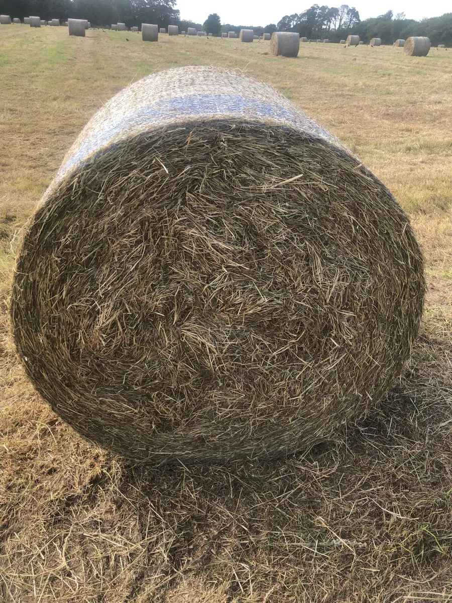 Silage and hay - Image 2