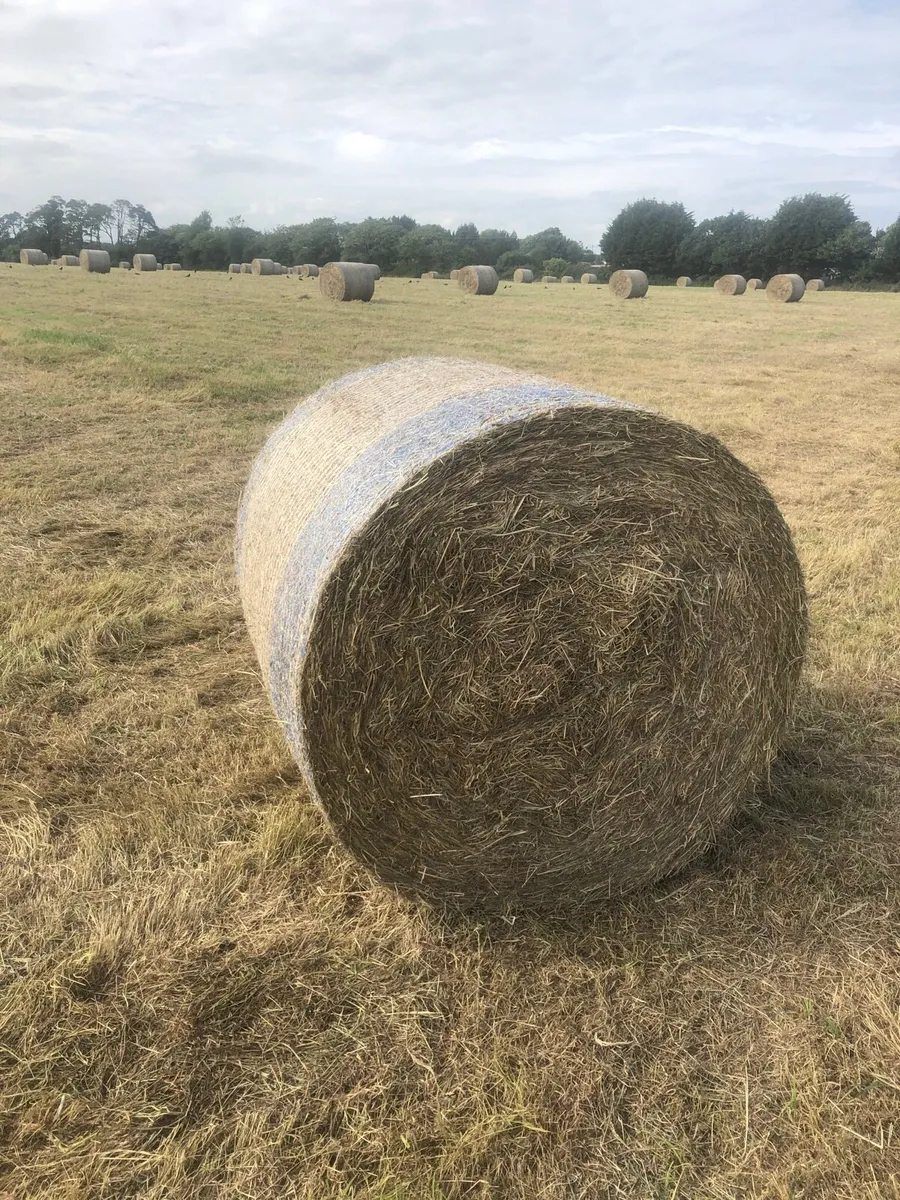Silage and hay - Image 3