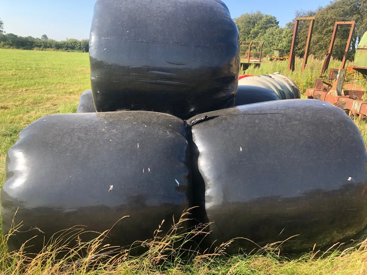Silage and hay - Image 4