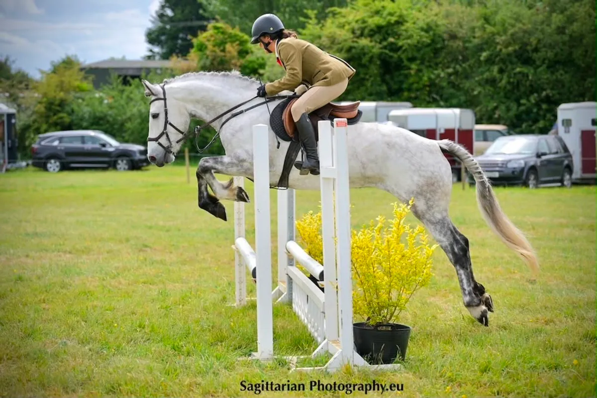Beautiful 5 year old Connemara Mare - Image 1