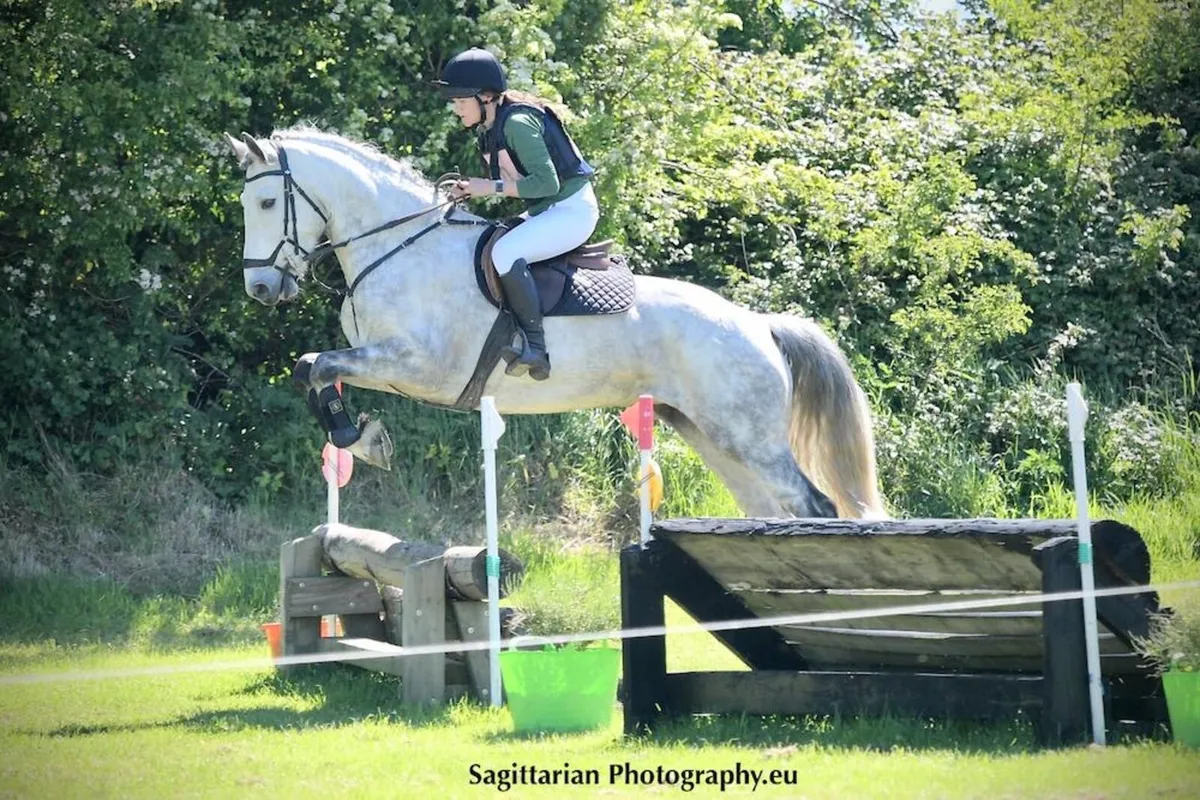 Beautiful 5 year old Connemara Mare - Image 3