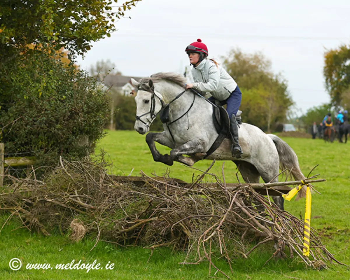 Beautiful 5 year old Connemara Mare - Image 4