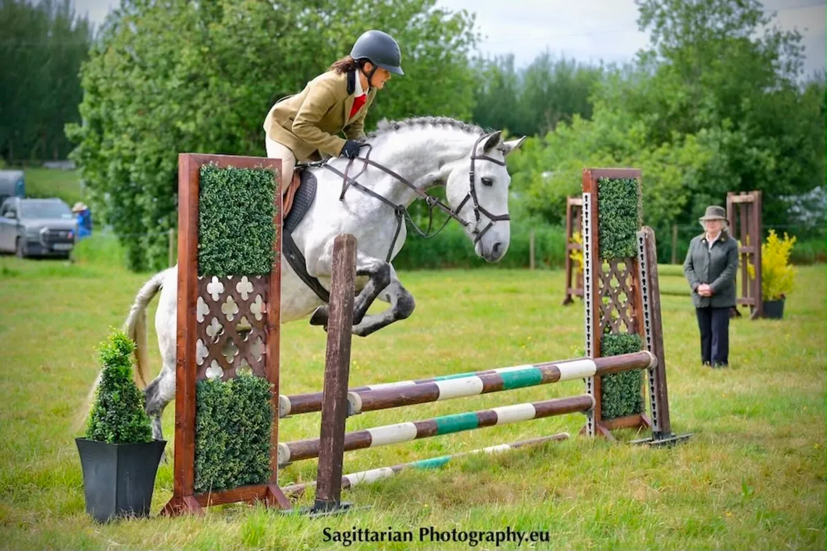 Beautiful 5 year old Connemara Mare - Image 2