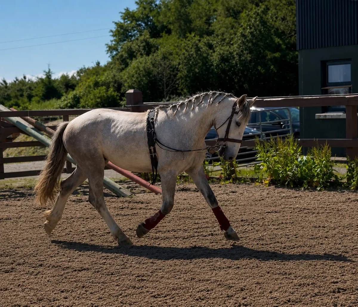 3yo gelding - Image 2