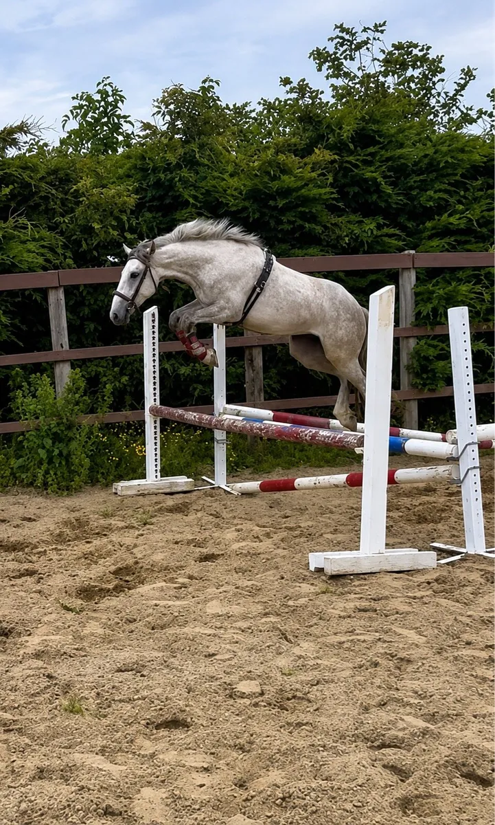 3yo gelding - Image 3