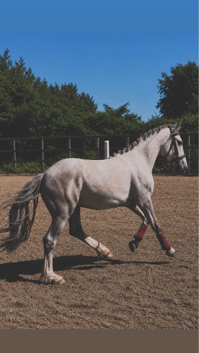 3yo gelding - Image 1