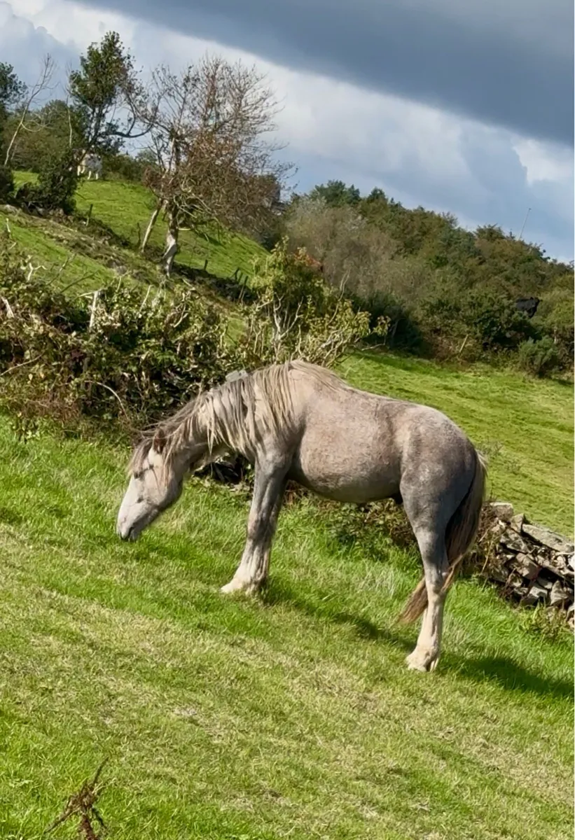 3yo gelding - Image 4