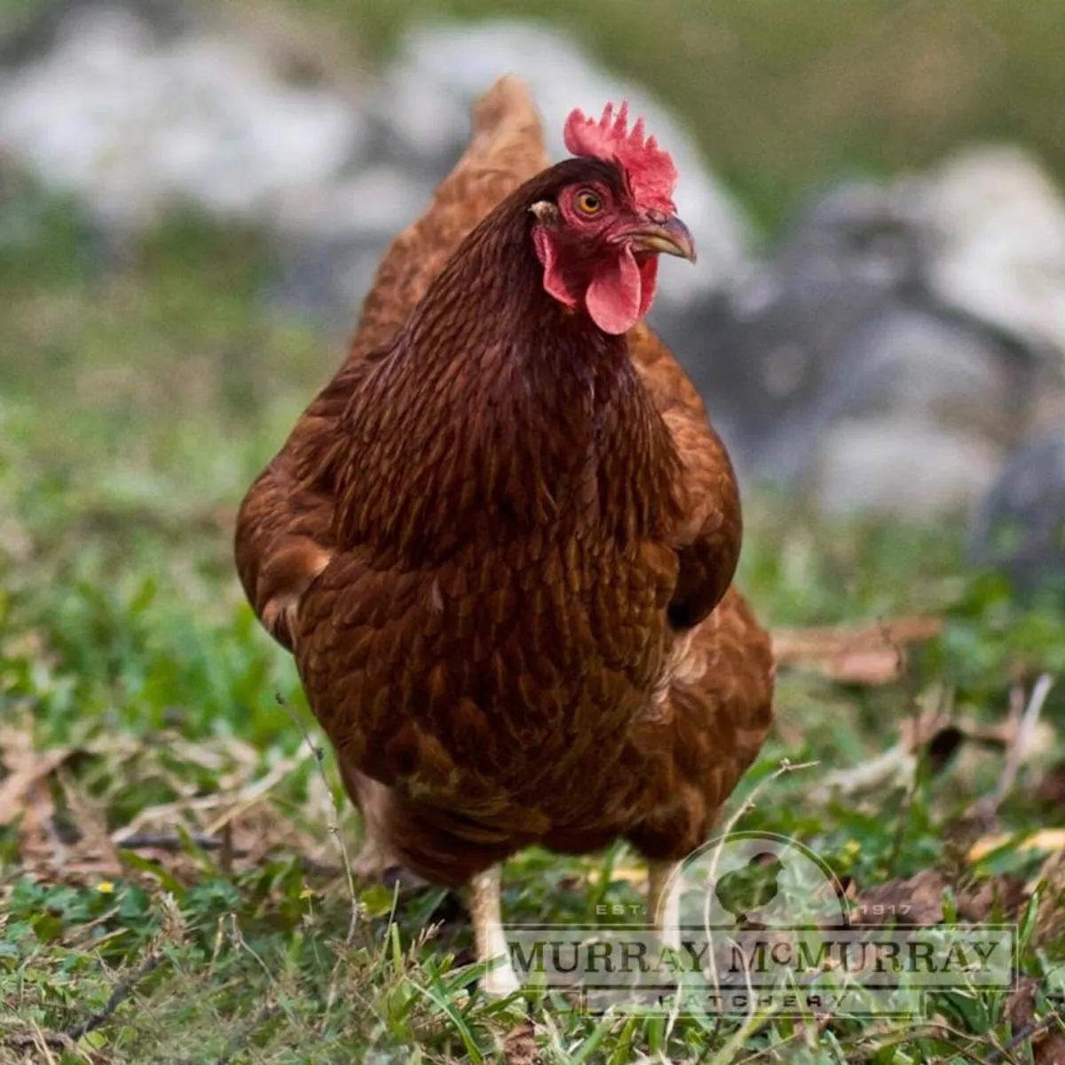 1-2 year old laying hens