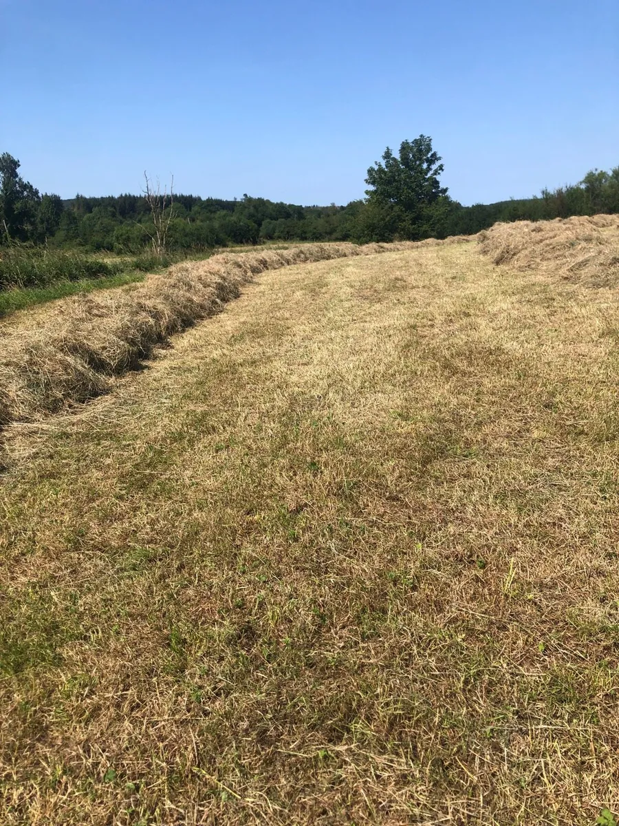 Top quality hay - Image 1