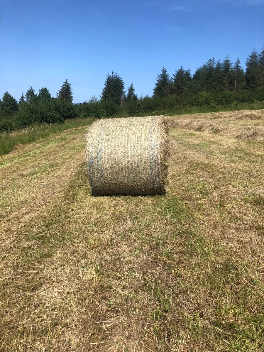 Top quality hay - Image 2