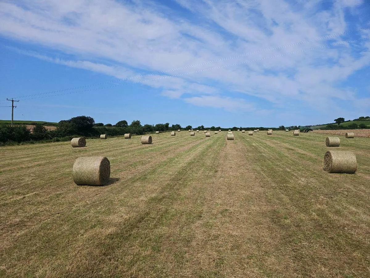 Top Quality Hay For Sale