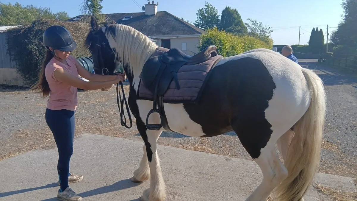 Cob Mare - Image 3