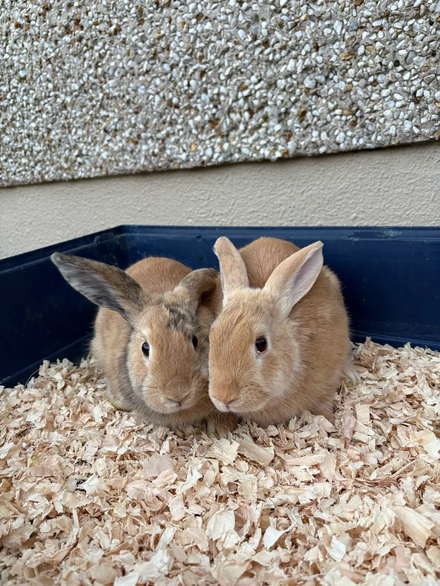 Rabbits - Image 2