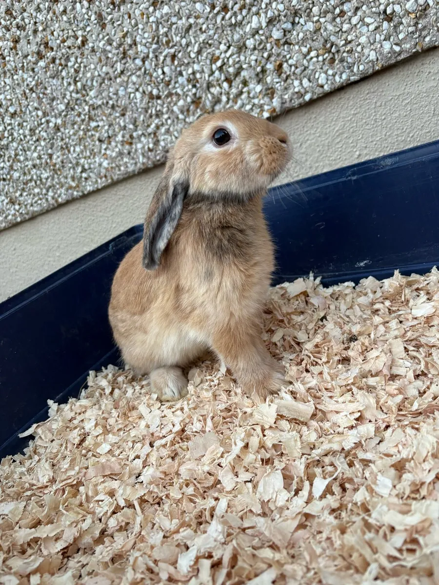 Rabbits - Image 3