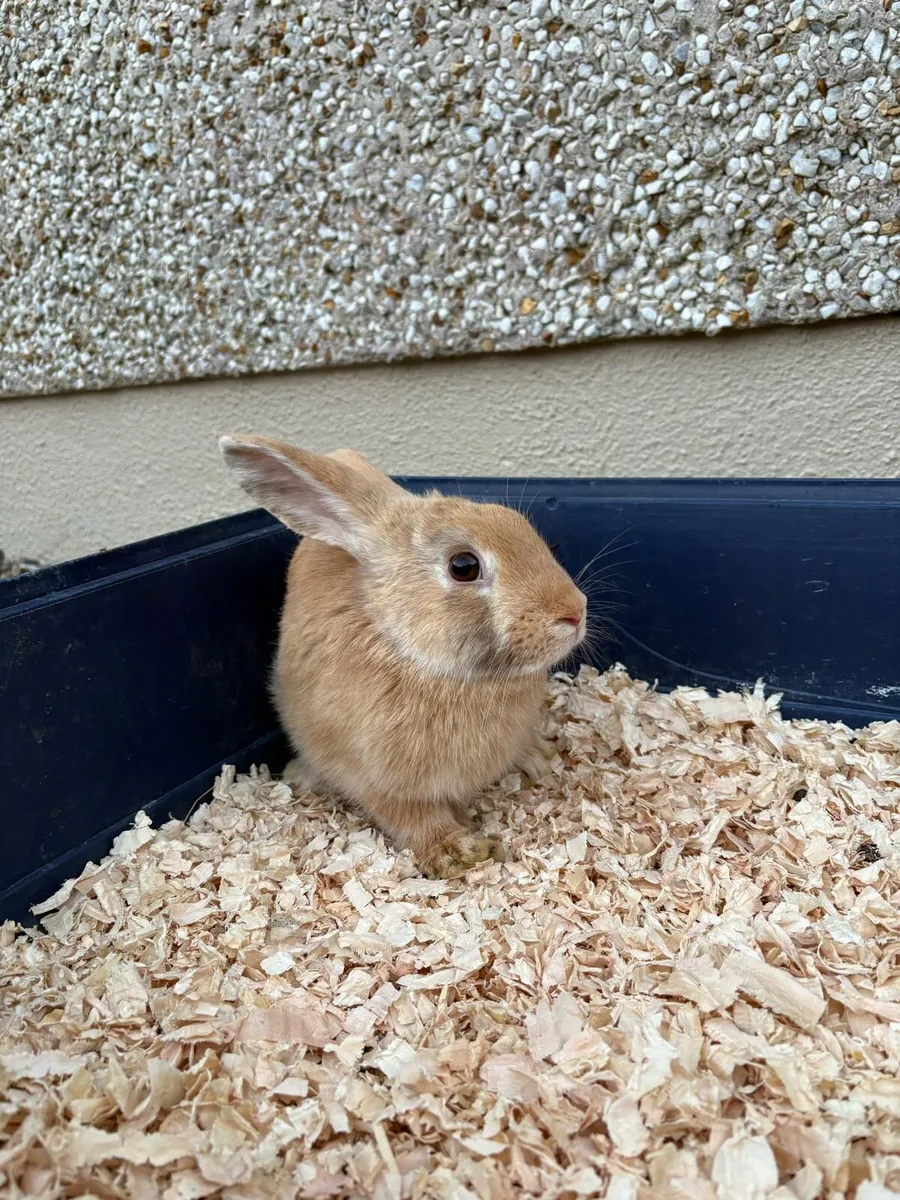 Rabbits - Image 4