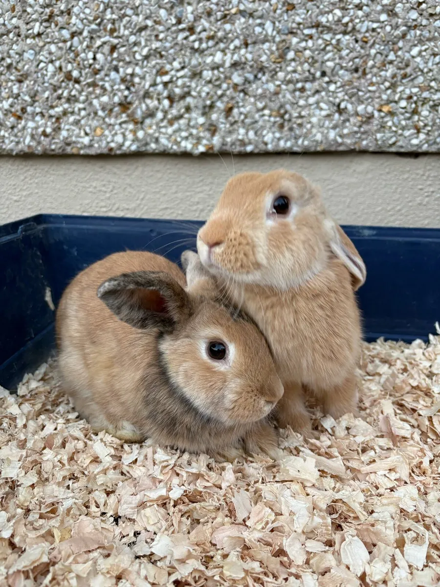 Rabbits - Image 1