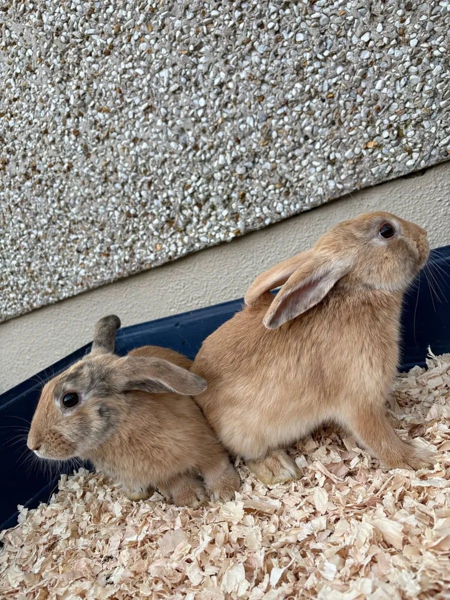 Rabbit - Image 4
