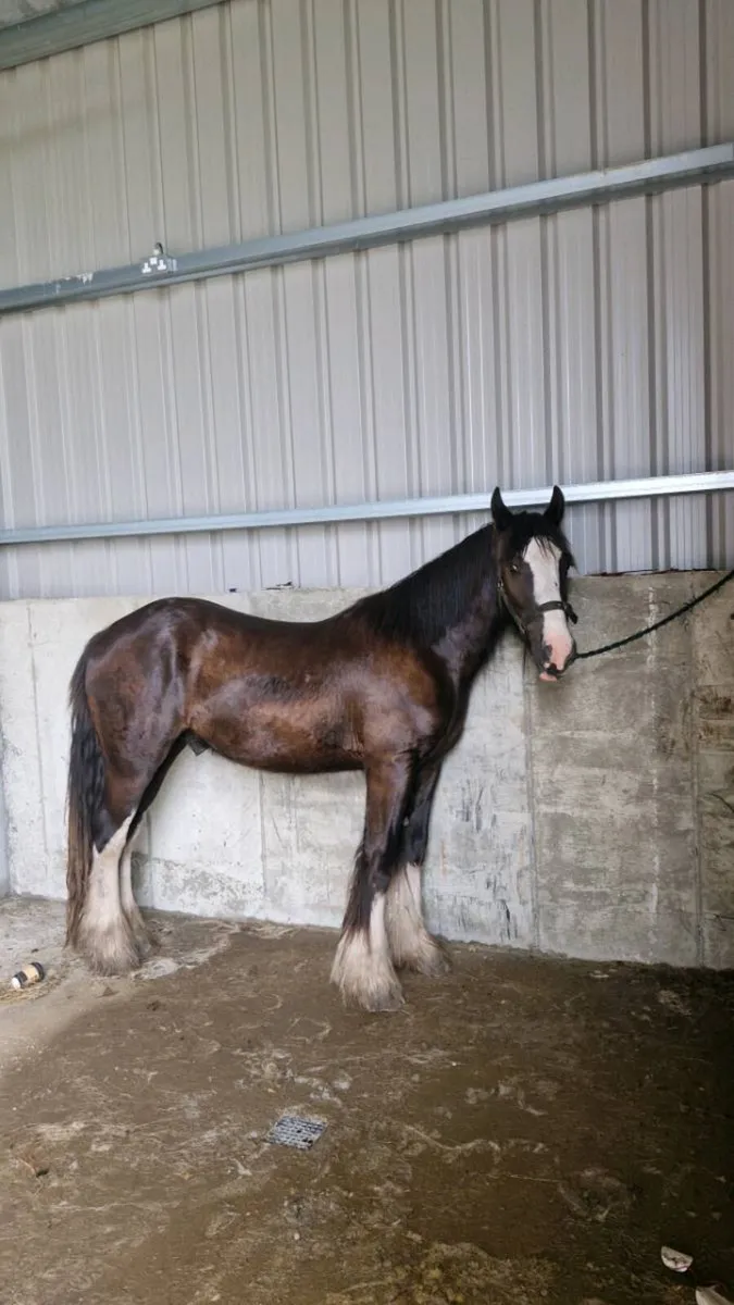 Three year old ride and drive cob - Image 1