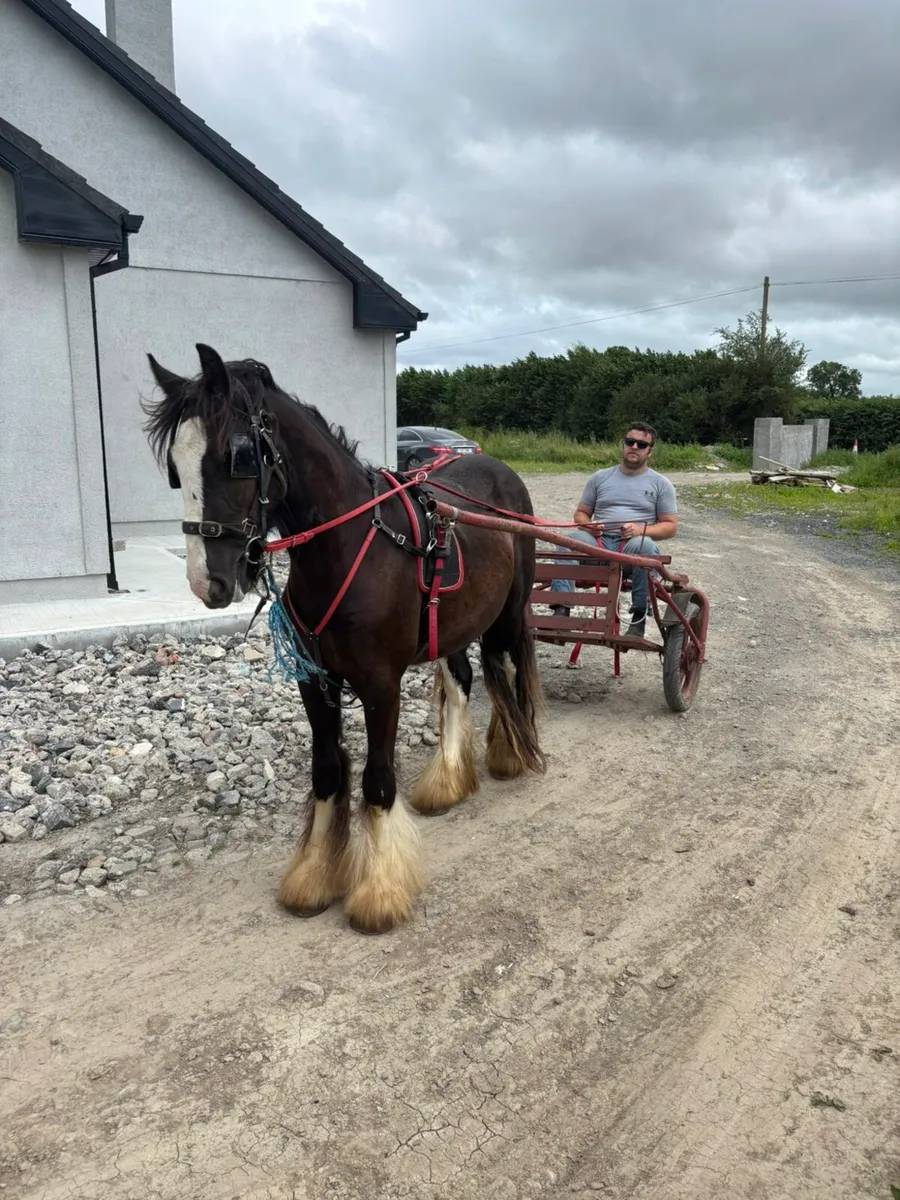 Three year old ride and drive cob - Image 2
