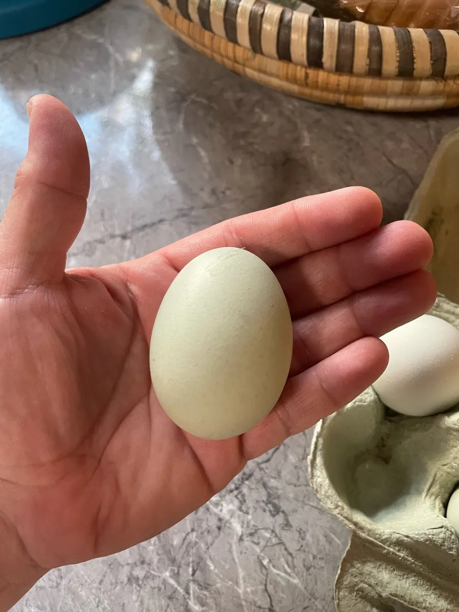 Hybrid Grey Legbar Hatching Eggs - Image 2