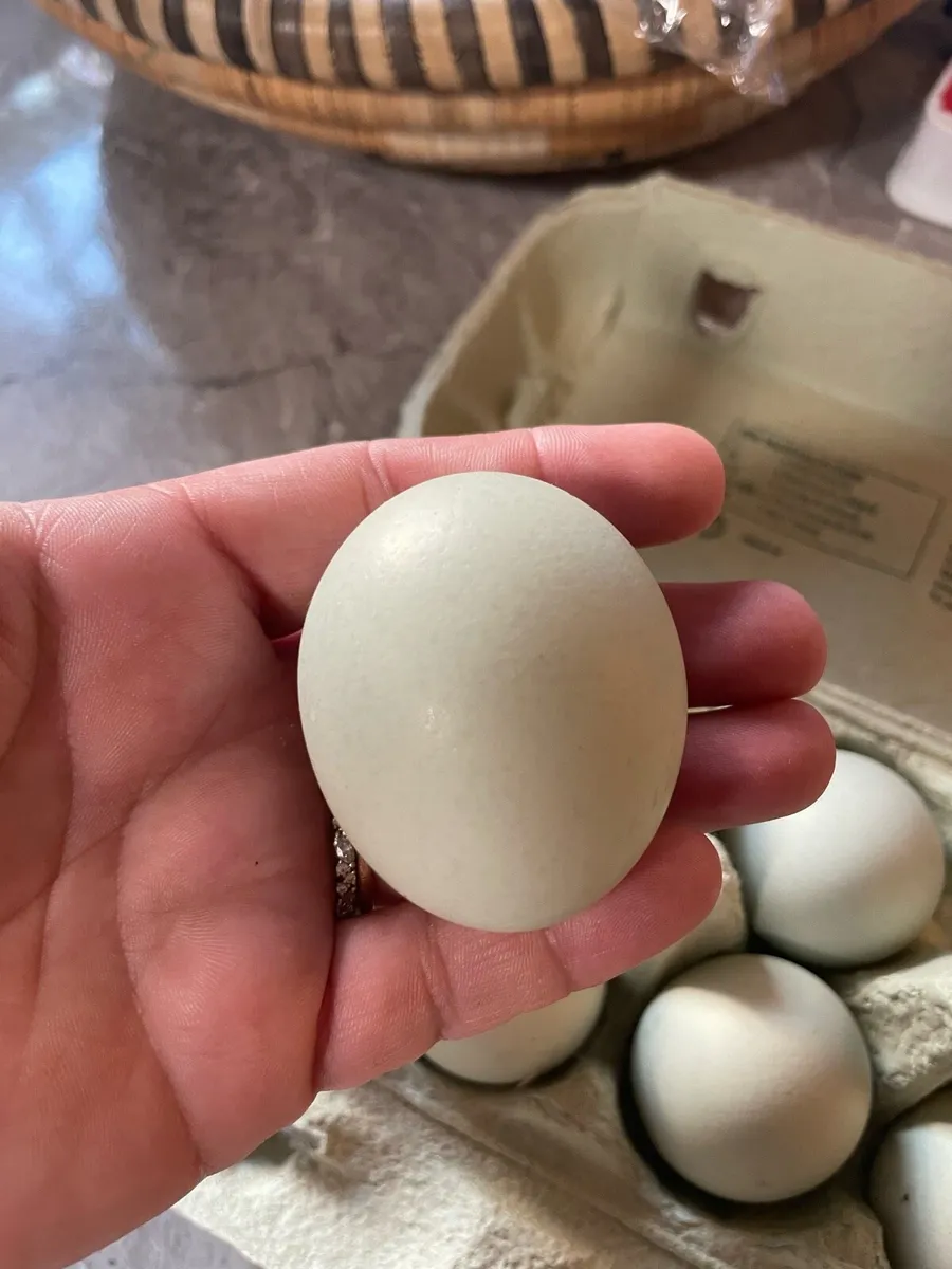 Hybrid Grey Legbar Hatching Eggs - Image 3
