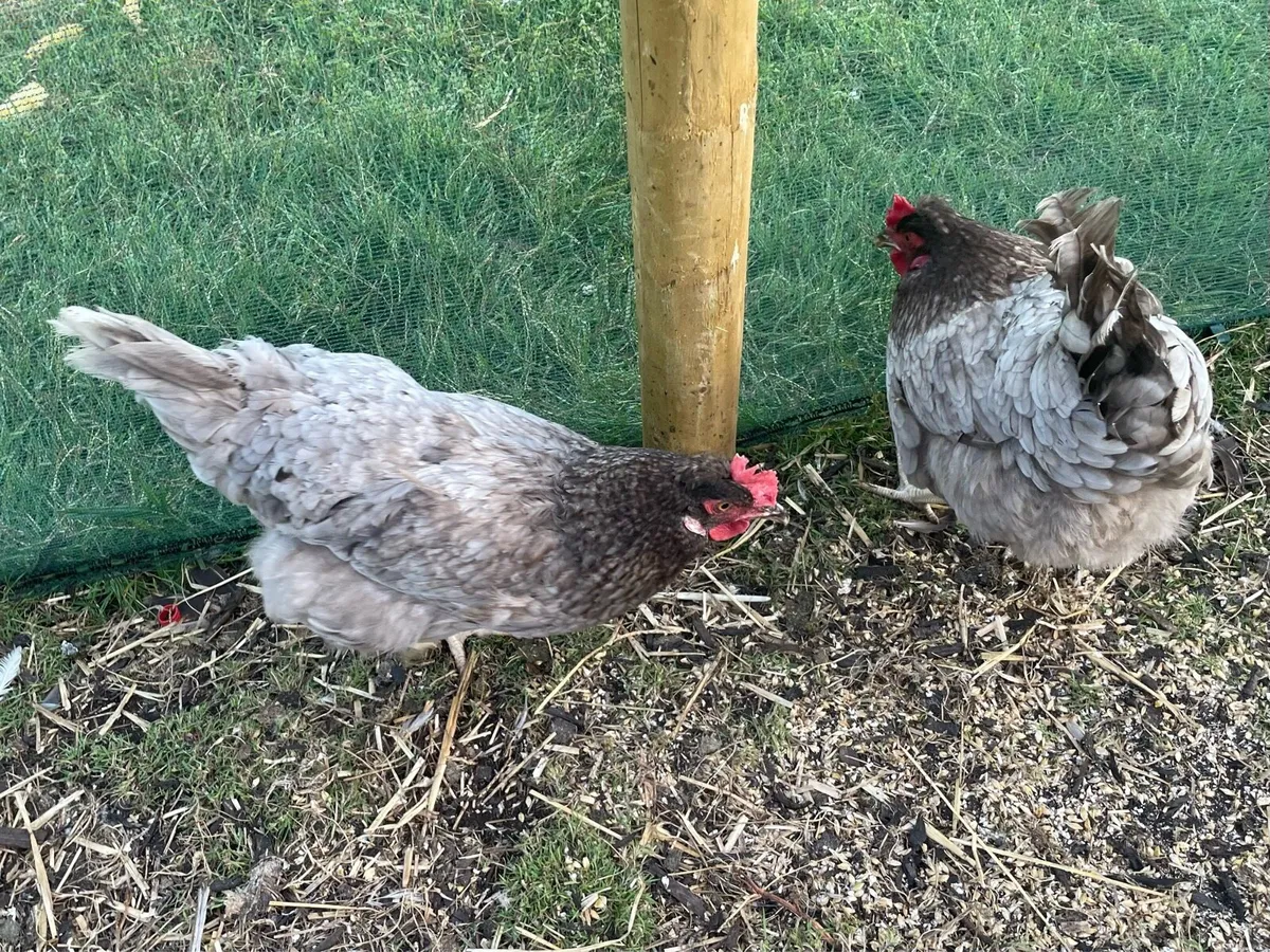 Hybrid Grey Legbar Hatching Eggs - Image 4