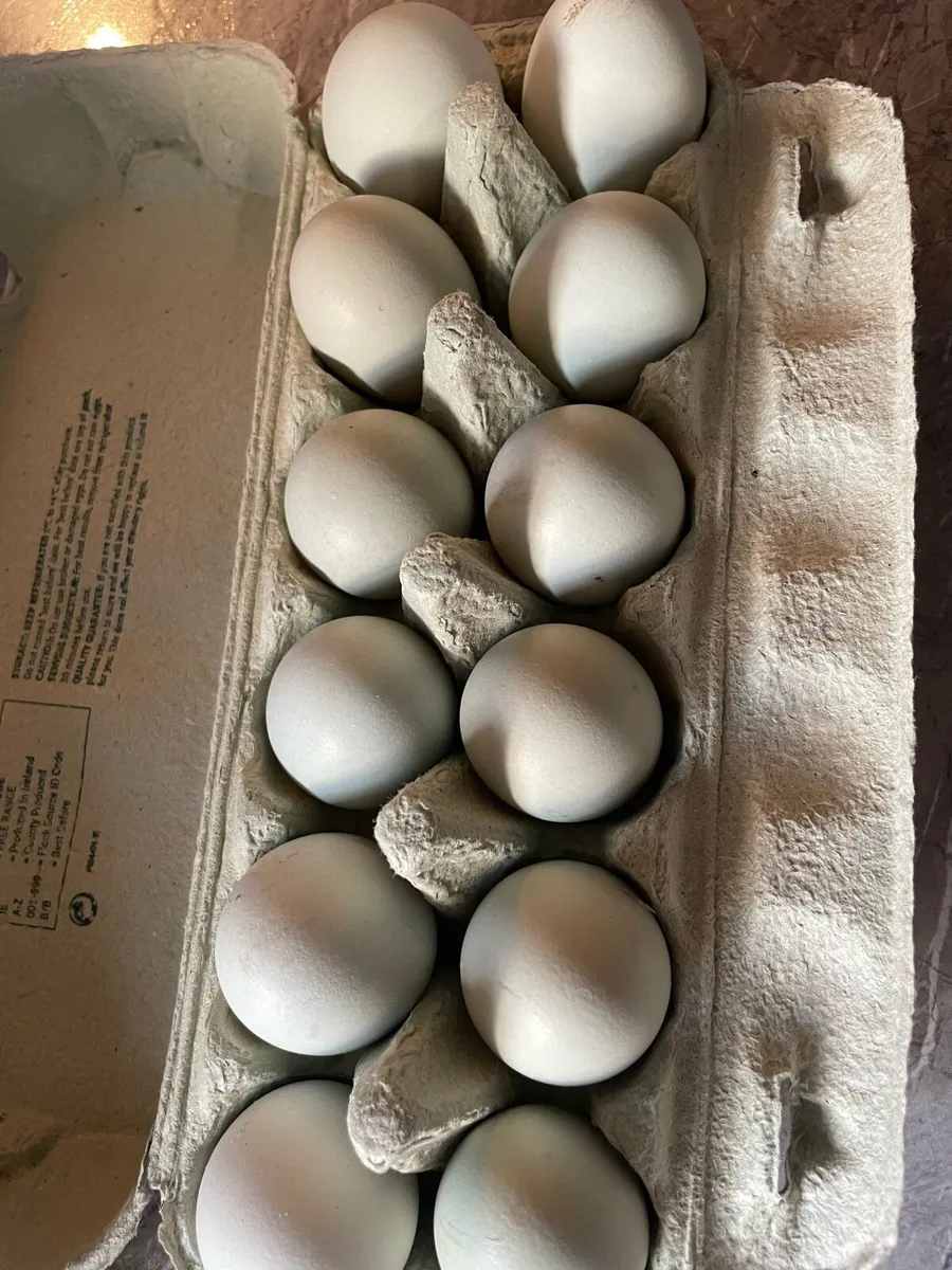 Hybrid Grey Legbar Hatching Eggs - Image 1