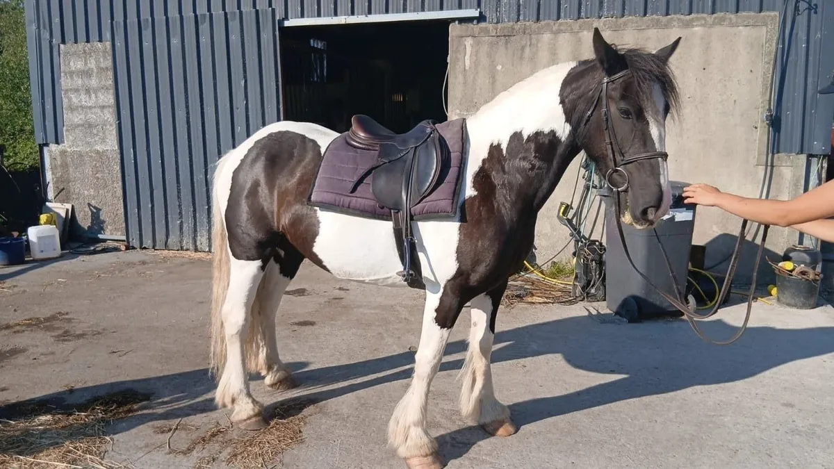 Cob Mare - Image 1