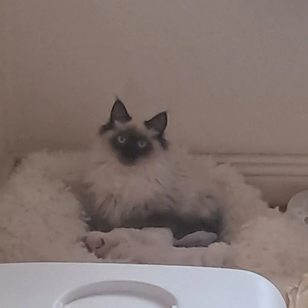 Ragdoll Cat - Male - Purebreed - Image 2