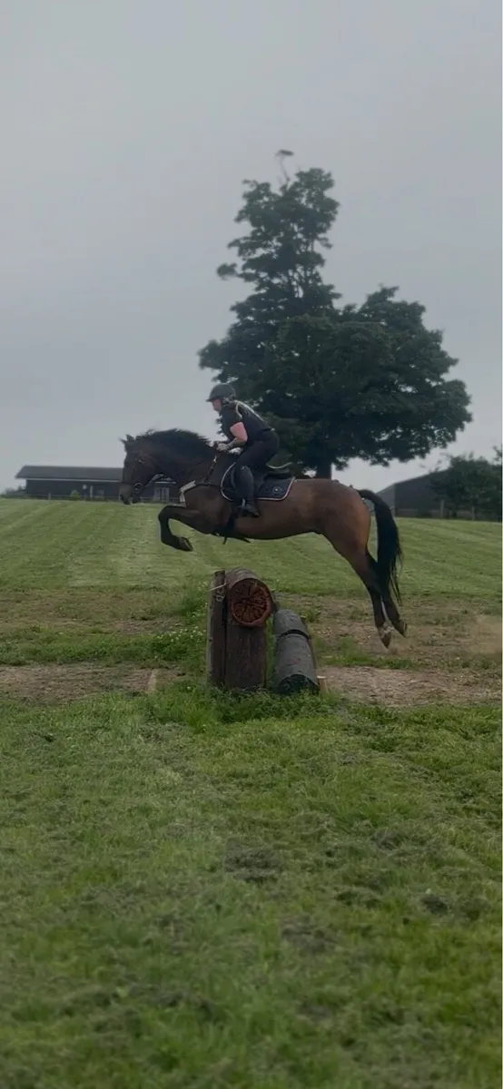 16.1 gelding - Image 1