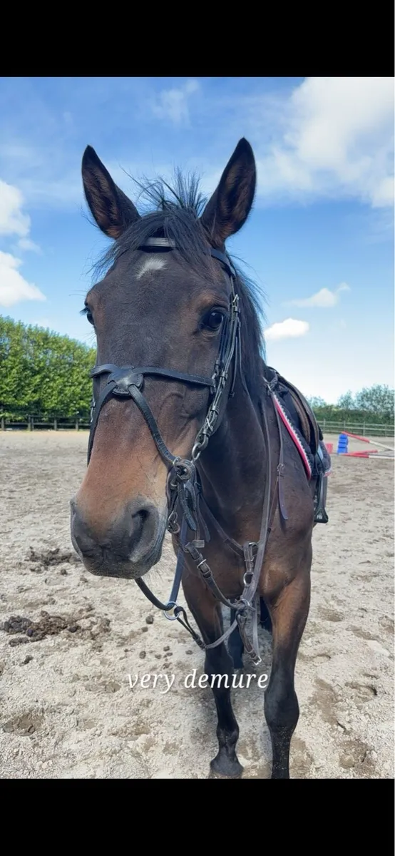 16.1 gelding - Image 2
