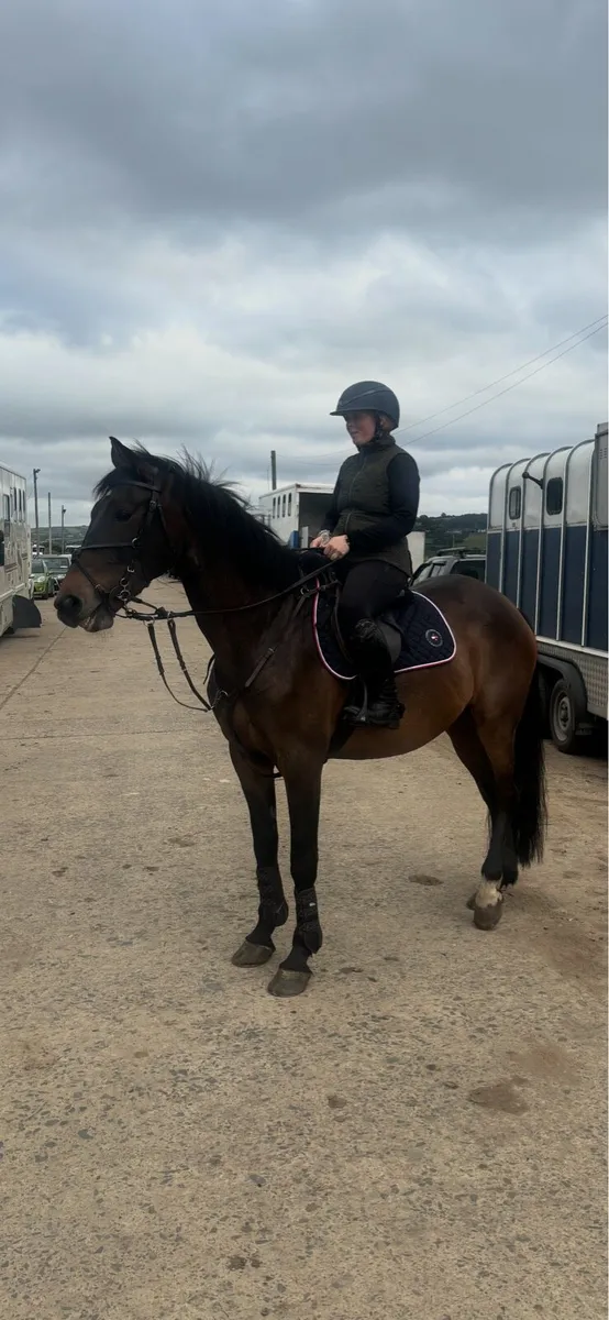 16.1 gelding - Image 3