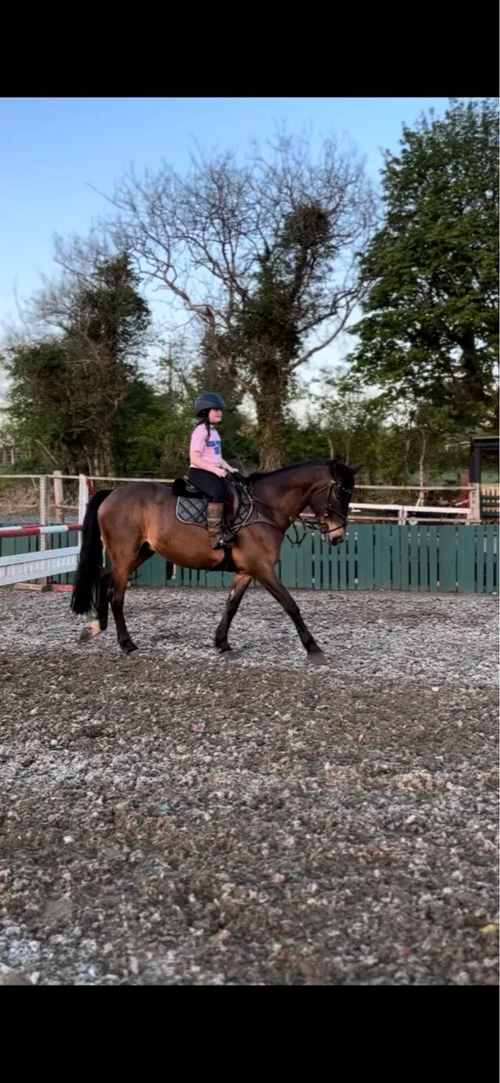 16.1 gelding - Image 4