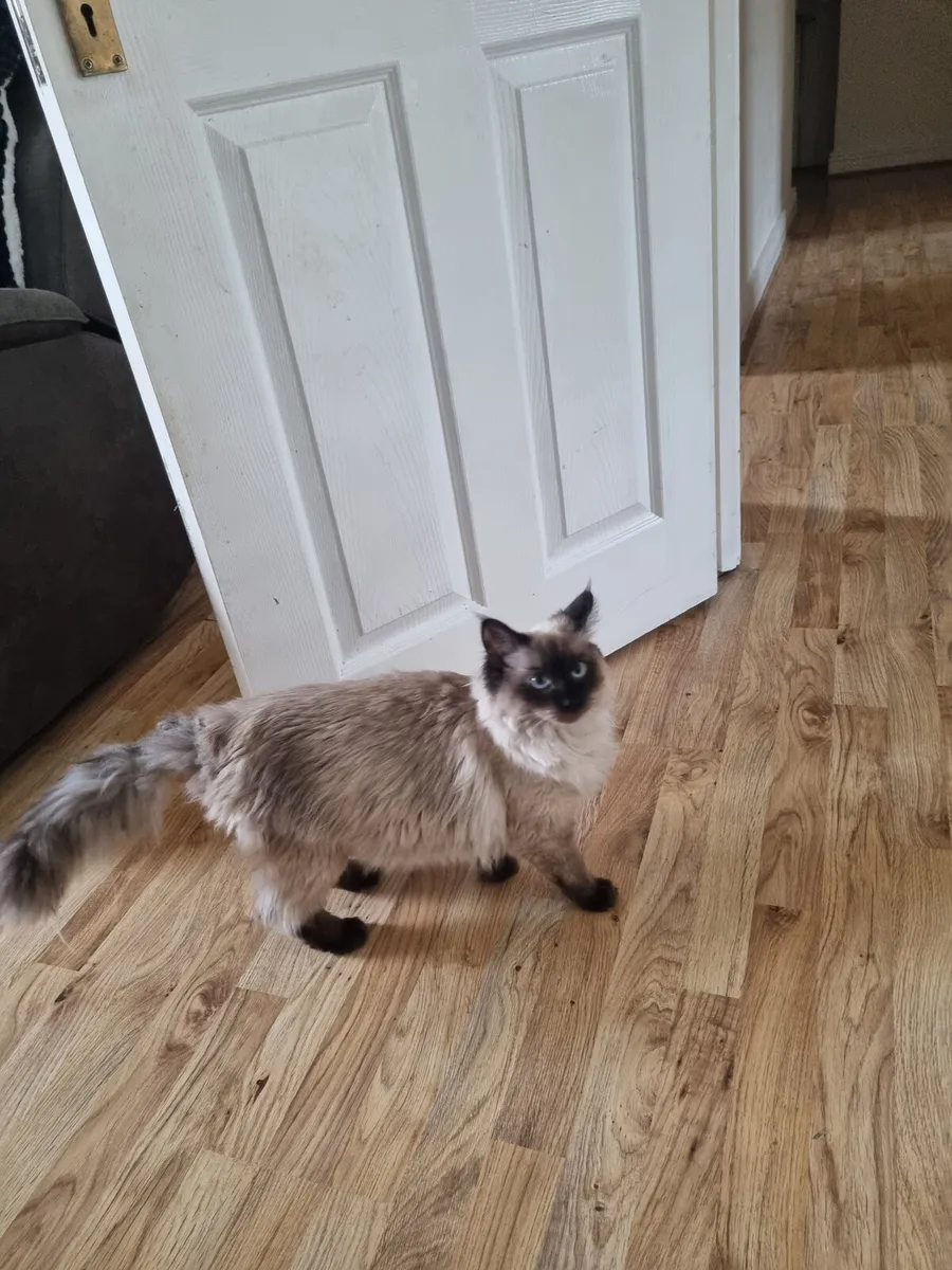 Ragdoll Cat - Male - Purebreed - Image 3