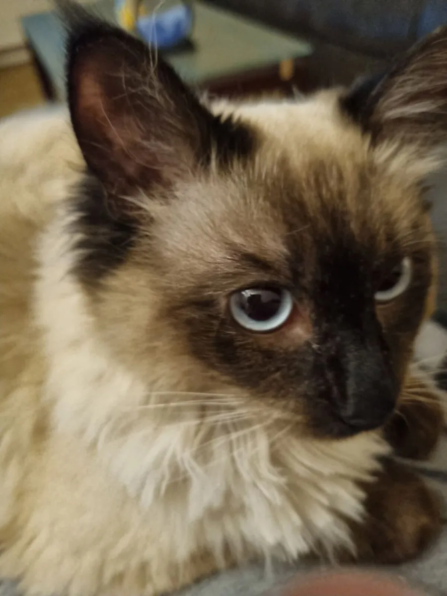 Ragdoll Cat - Male - Purebreed - Image 4