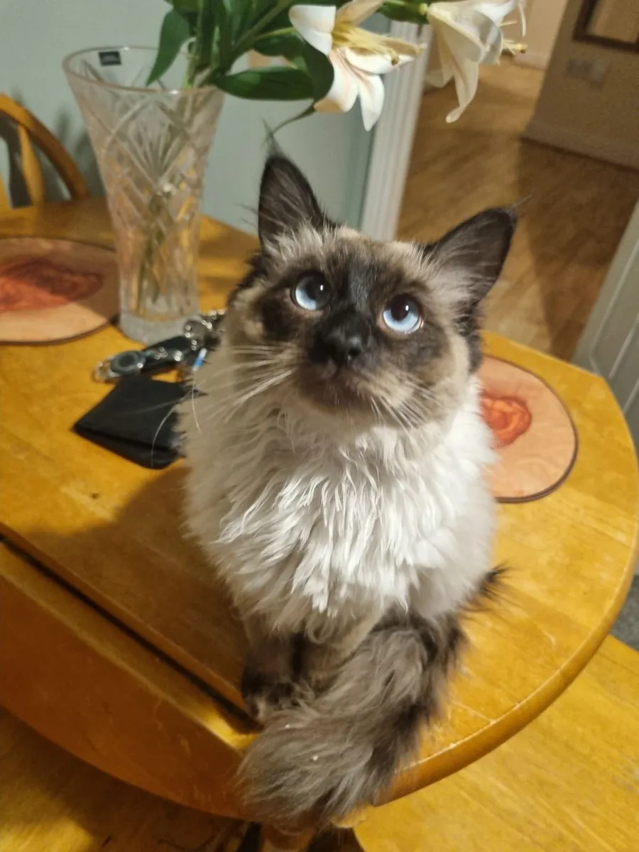 Ragdoll Cat - Male - Purebreed - Image 1