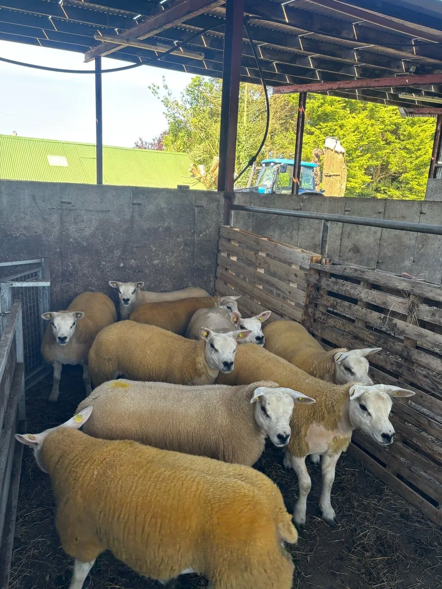 Texel ewe lambs & gimmers for sale privately - Image 3