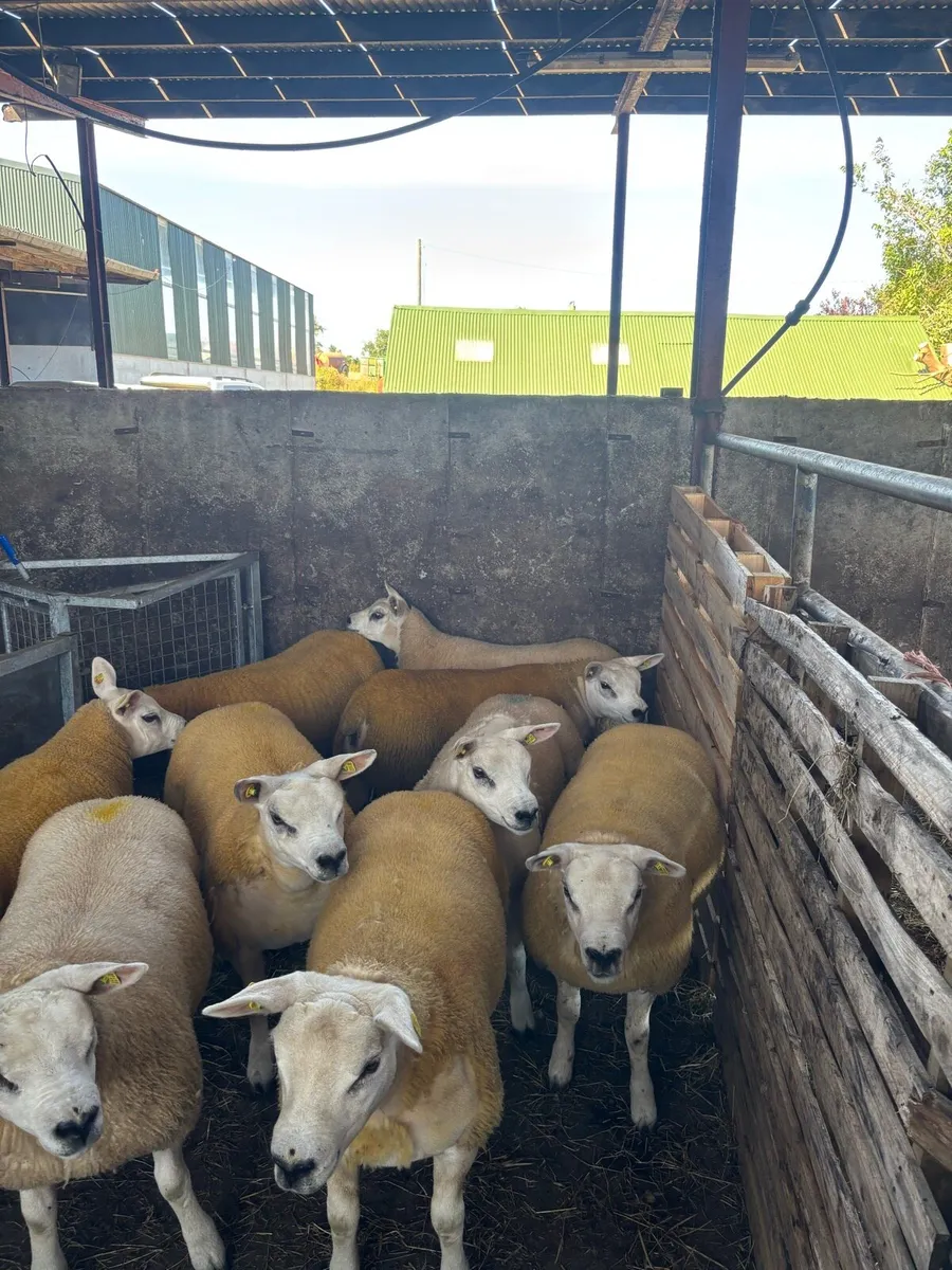 Texel ewe lambs & gimmers for sale privately - Image 2