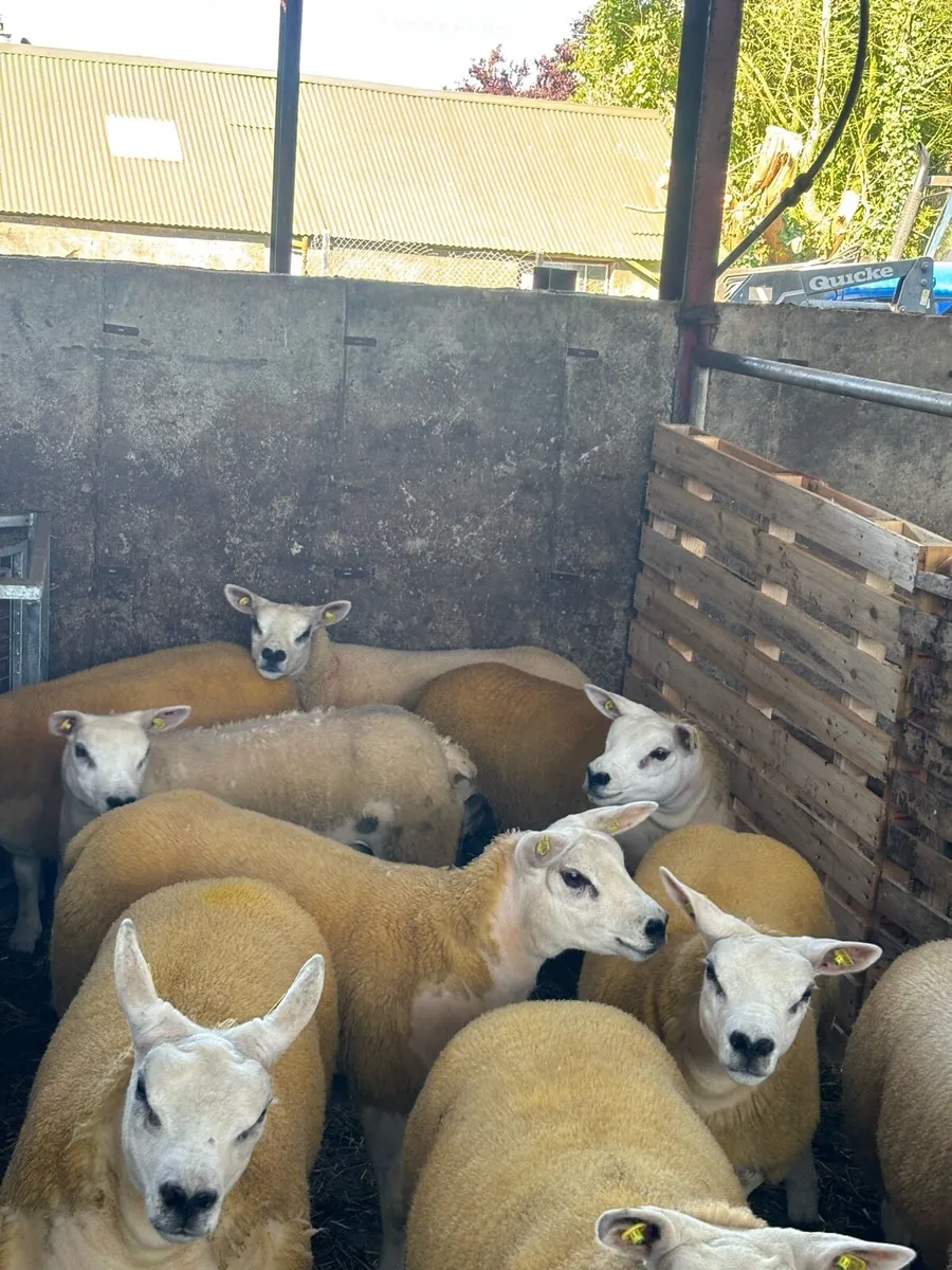 Texel ewe lambs & gimmers for sale privately - Image 1