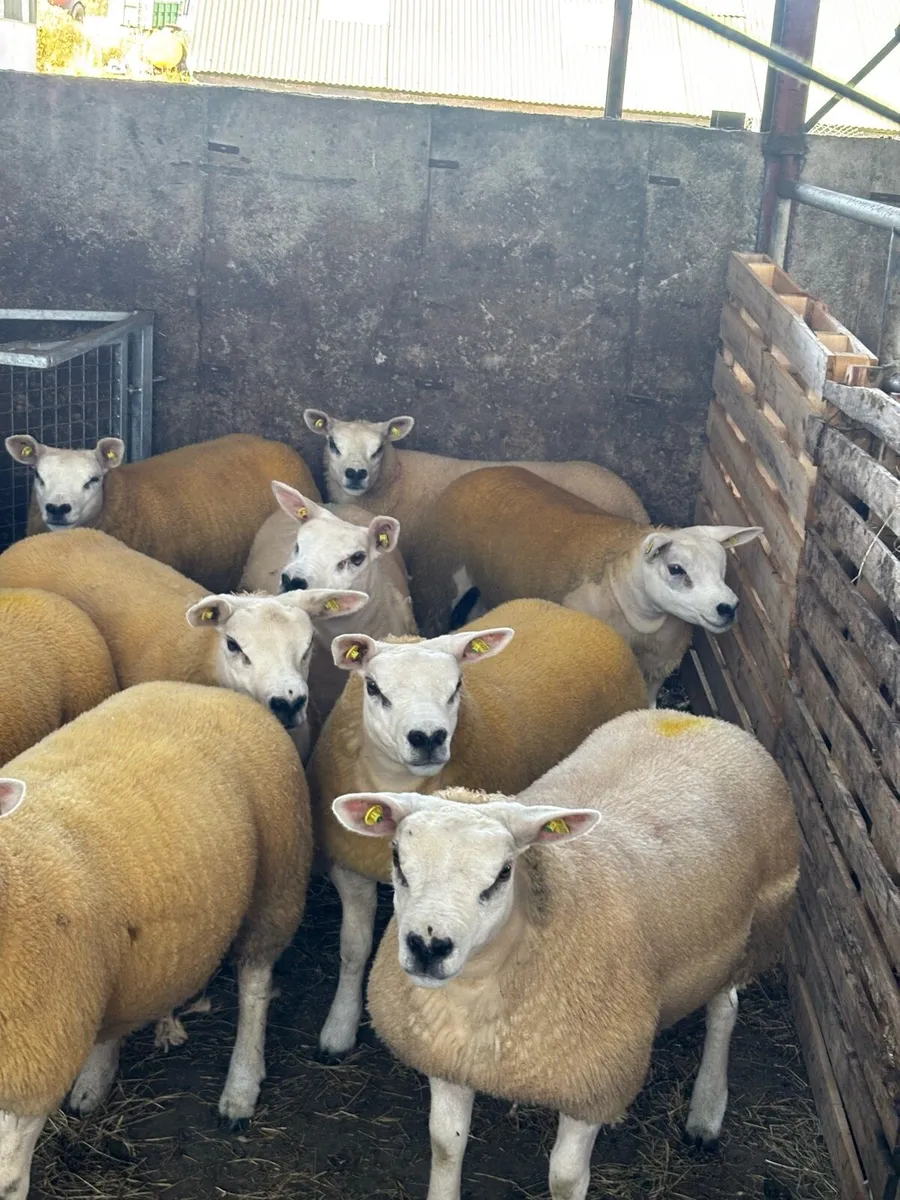 Texel ewe lambs & gimmers for sale privately - Image 4