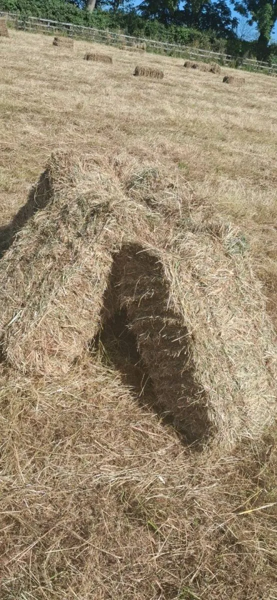 Small Square Bales - Image 1