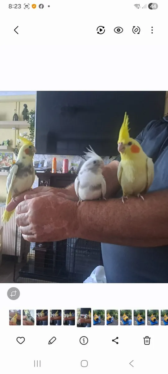 Handreared baby cockatiels - Image 1